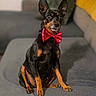 alert, animal, background_blur, black_and_tan, bow_tie, canine, companion, couch, cute, dog, domestic_animal, ears, fur, household, indoor, pet, portrait, red_bow_tie, sitting, small_dog