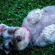 Molly joined the competition — help win amazing prizes! dog, pet, animal, fluffy, white_fur, curly_fur, lying_down, upside_down, grass, outdoor, lawn, portrait, close_up, pink_collar, leash, playful, funny, relaxed, face, eye