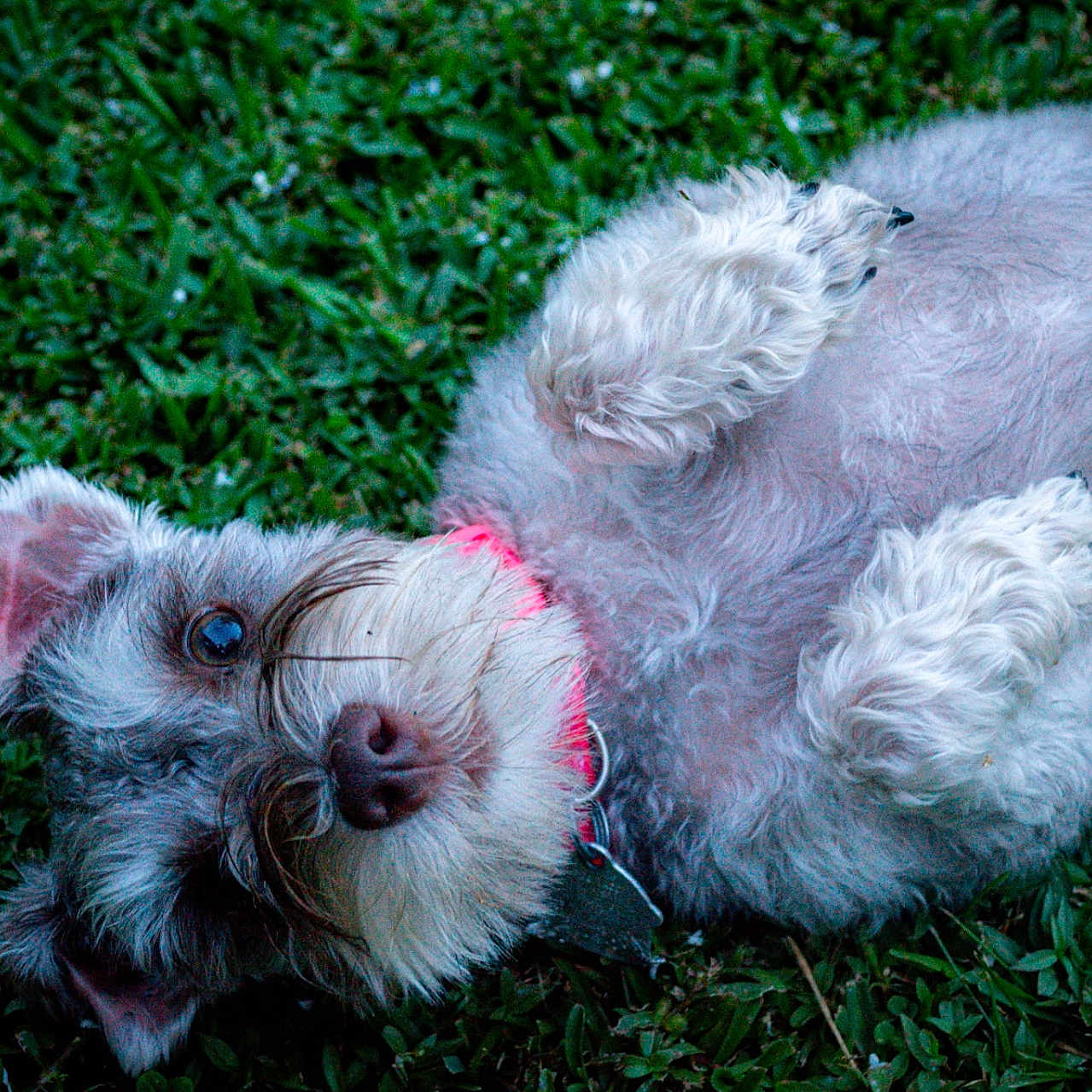 Molly