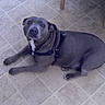 animal, brown_eyes, canine, chair_leg, curious, dog, domestic_animal, ears, floor, floor_tiles, gray_dog, harness, indoor, looking_up, lying_down, paw, pet, resting, short_fur, snout