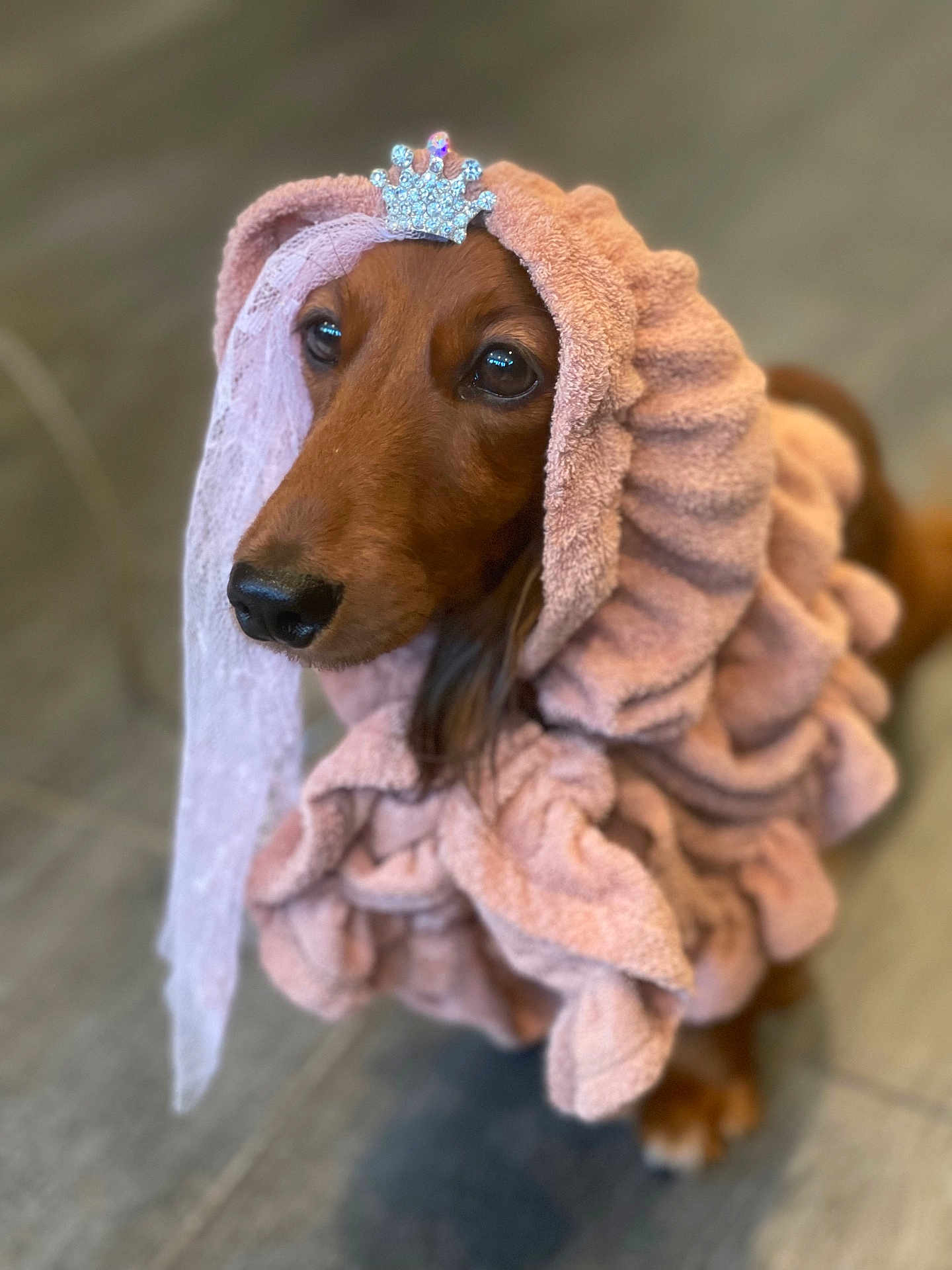 Loa is registered to the contest to win money with this photo: accessory, animal, brown, clothing, costume, crown, cute, dog, eyes, face, floor, fur, indoors, nose, pet, pink, portrait, robe, soft, texture