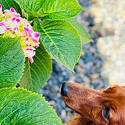 Loa is registered to the contest to win money with this photo: background_blur, brown_dog, closeup, dog, eye, flower, fur, garden, greenery, leaf, nature, nose, outdoor, pebble, pet, pink_flower, plant, sniffing, texture, white_flower