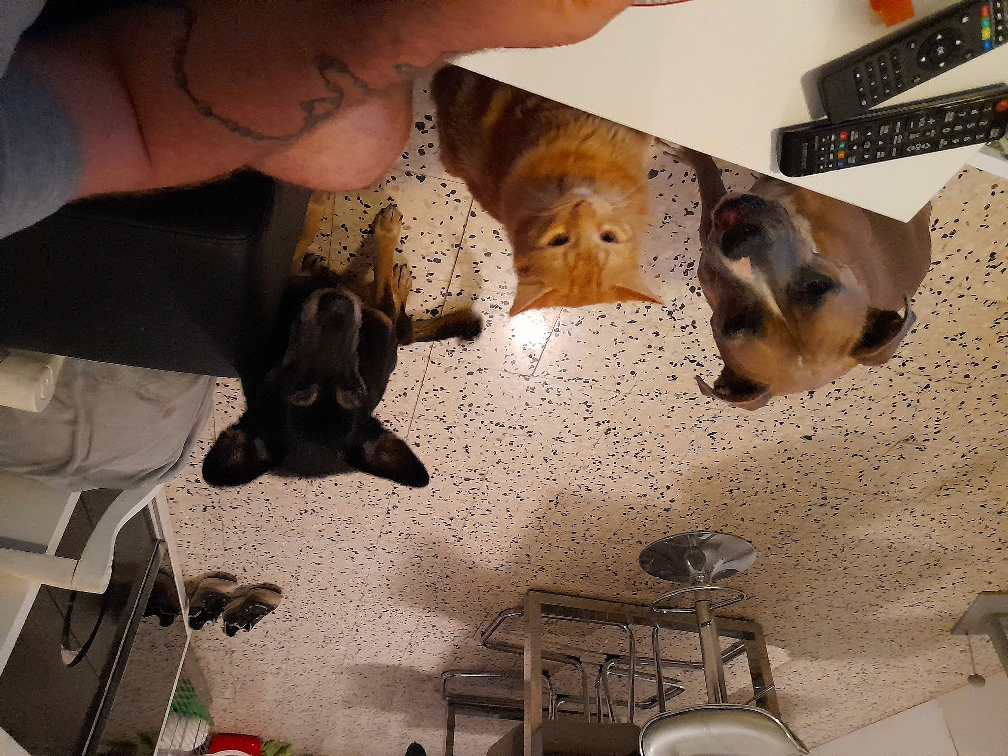 Ciarra participe au concours pour gagner de l'argent avec cette photo : art, canidae, carnivore, ceiling, companion_dog, dog, dog_breed, fawn, felidae, flooring, fur, room, small_to_medium_sized_cats, snout, sporting_group, visual_arts, wood, working_animal