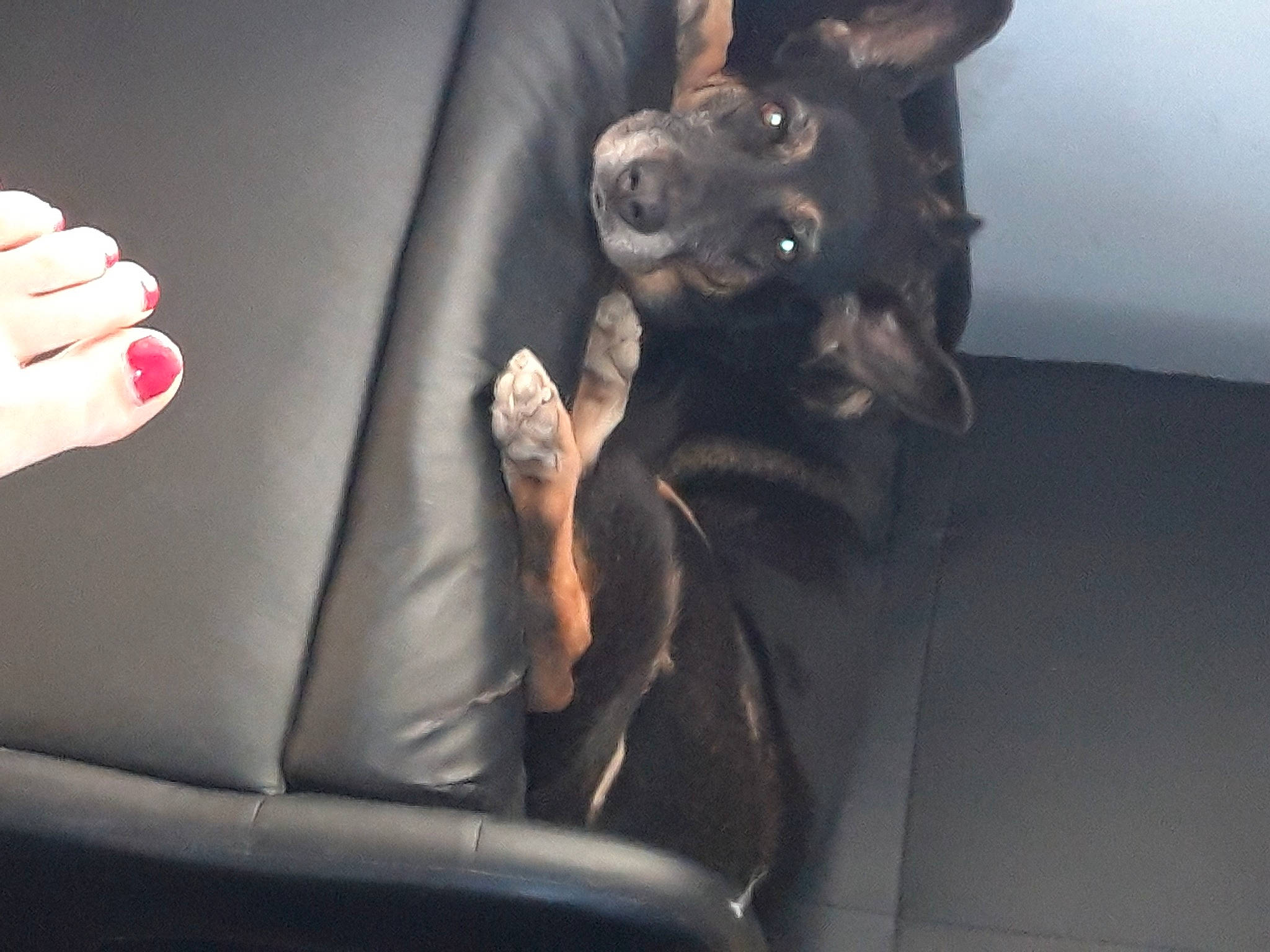 Ciarra a rejoint le concours — aidez-le/la à gagner de superbes lots ! auto_part, automotive_design, car, car_seat, carnivore, comfort, companion_dog, dog, dog_breed, fawn, gesture, human_leg, nail, nail_polish, personal_luxury_car, snout, sporting_group, vehicle, vehicle_door, working_animal