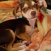 Little Bit joined the competition — help win amazing prizes! puppy, dog, blanket, cozy, cute, indoor, pet, animal, fur, ears, eyes, nose, paw, laying, resting, home, comfort, colorful, furniture, flowers