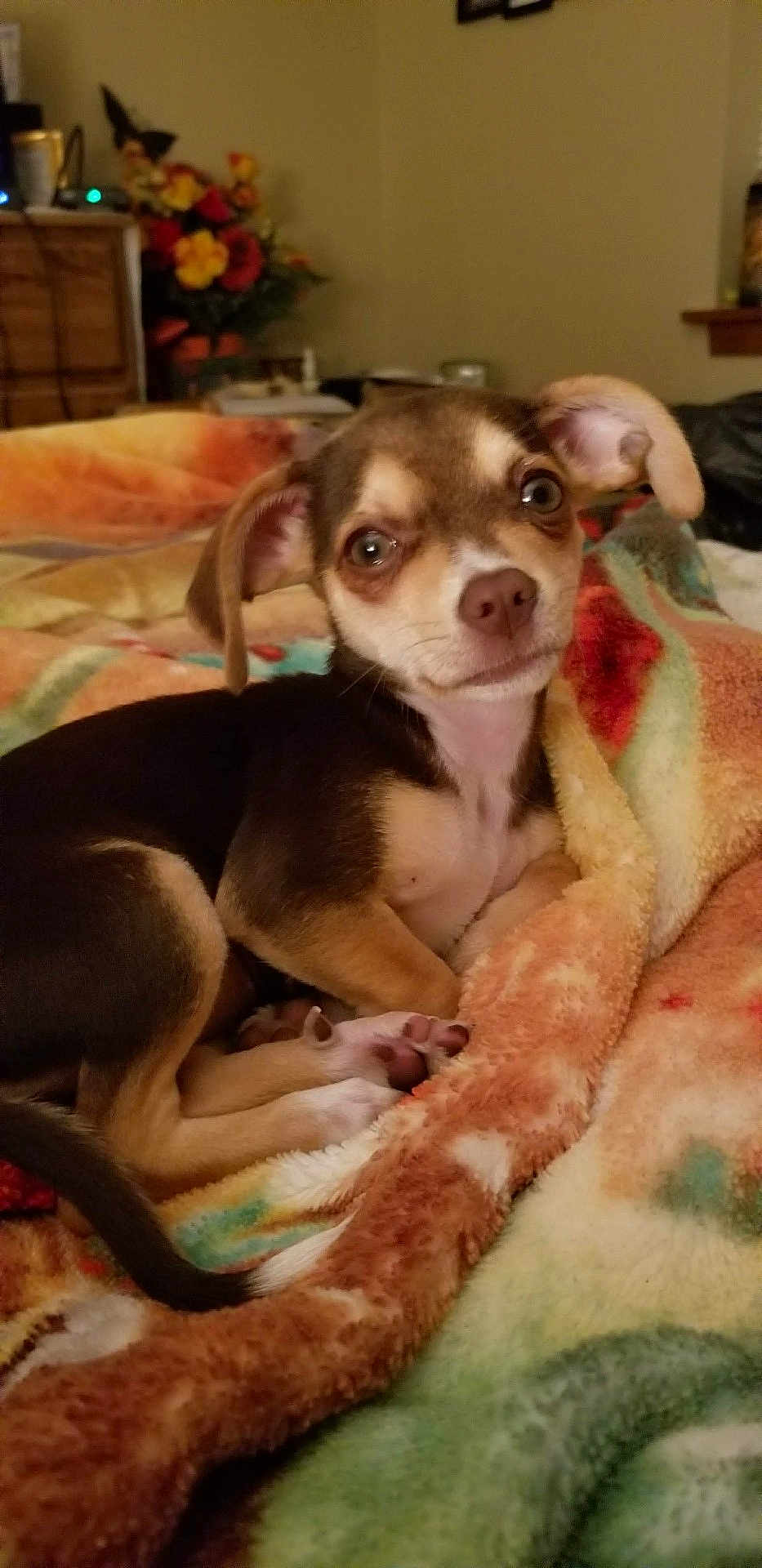 Little Bit joined the competition — help win amazing prizes! puppy, dog, blanket, cozy, cute, indoor, pet, animal, fur, ears, eyes, nose, paw, laying, resting, home, comfort, colorful, furniture, flowers