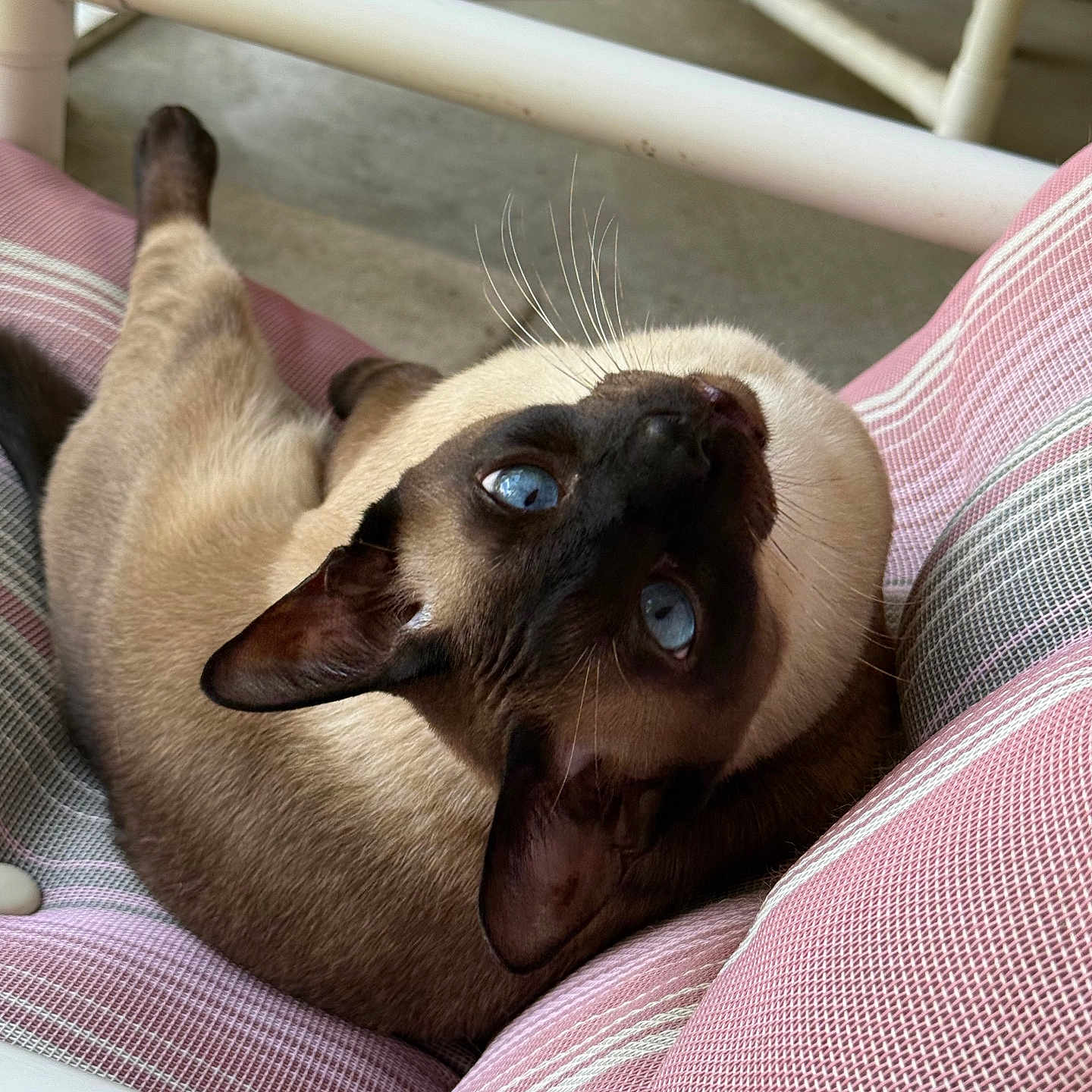 Buddy is registered to the contest to win money with this photo: animal, blue_eyes, cat, chair, comfort, cozy, cushion, cute, feline, fur, home, indoor, looking_up, pet, pink, portrait, relaxing, siamese_cat, striped, whiskers