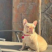 Lila joined the competition — help win amazing prizes! dog, french_bulldog, pet, animal, outdoor, sunlight, collar, pink_collar, chair, patio, stone_wall, seated, cute, small_dog, canine, looking_away, sunny, daytime, fur, ears