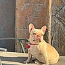 dog, french_bulldog, pet, animal, outdoor, sunlight, collar, pink_collar, chair, patio, stone_wall, seated, cute, small_dog, canine, looking_away, sunny, daytime, fur, ears
