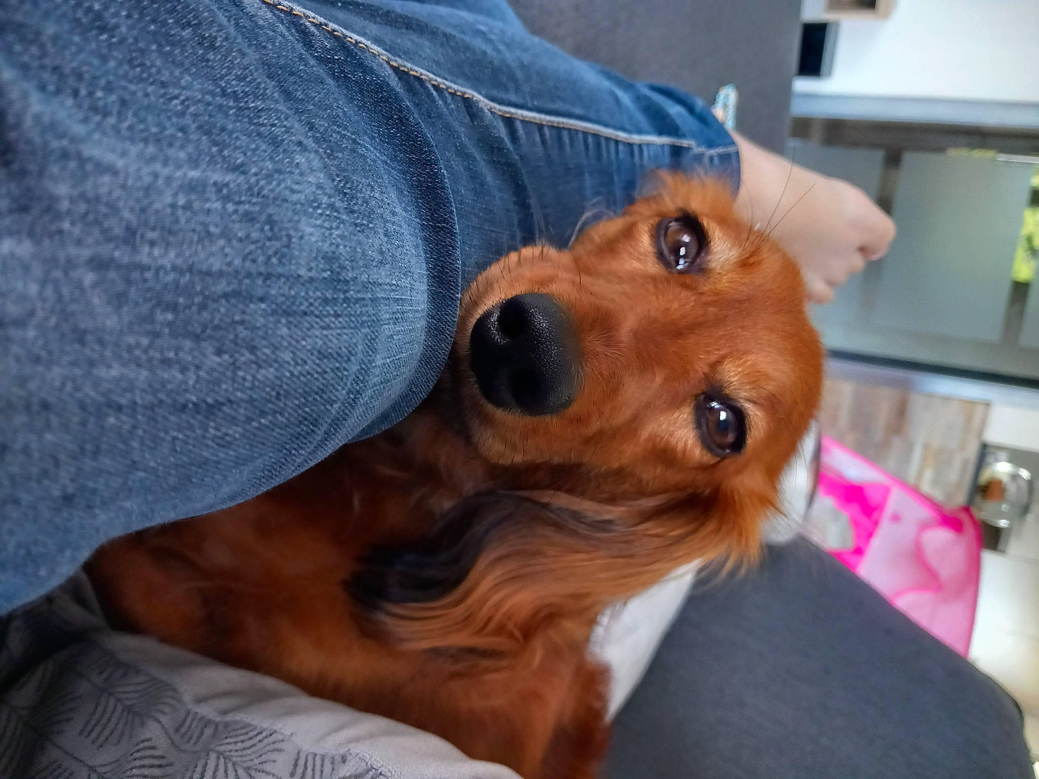 Lady a rejoint le concours — aidez-le/la à gagner de superbes lots ! canidae, carnivore, companion_dog, denim, dog, dog_breed, ear, fawn, fur, glasses, kitchen_appliance, liver, shelf, smile, snout, sporting_group, sunglasses, toy_dog, whiskers, working_animal