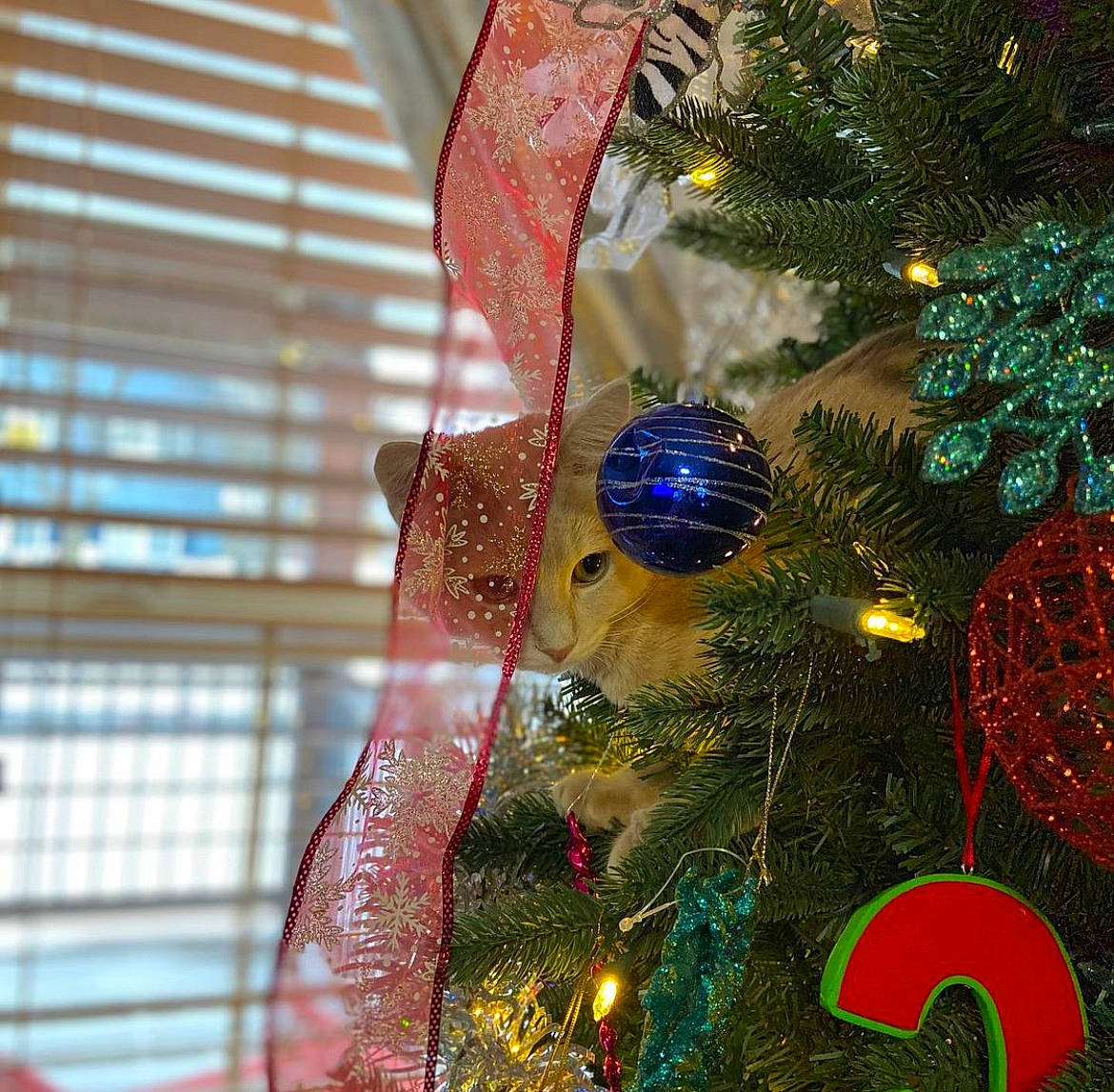 Hannah is registered to the contest to win money with this photo: branch, christmas, christmas_decoration, christmas_ornament, christmas_tree, conifer, decoration, electric_blue, event, evergreen, holiday, holiday_ornament, interior_design, light, ornament, plant, tradition, tree, twig, window