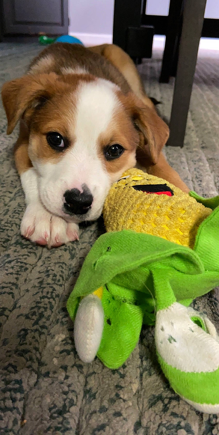 Loki is registered to the contest to win money with this photo: ball, canidae, carnivore, companion_dog, dog, dog_breed, dog_supply, fawn, fur, grass, paw, plant, plush, snout, sporting_group, stuffed_toy, toy, whiskers, wool, woolen