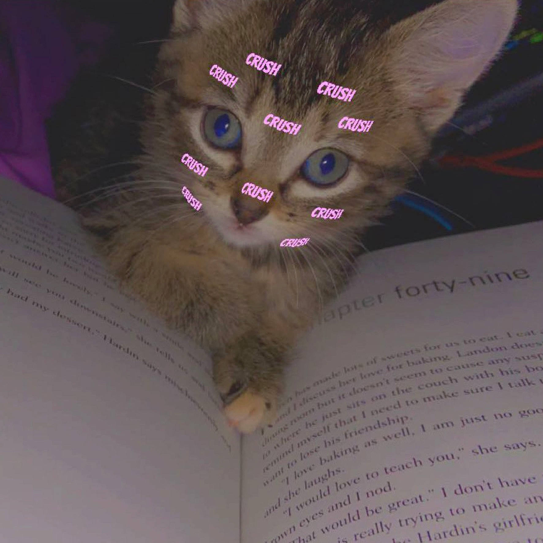 Precious joined the competition — help win amazing prizes! book, carnivore, cat, domestic_short_haired_cat, fashion_accessory, fawn, felidae, font, fur, jewellery, magenta, nail, paw, photo_caption, publication, siamese, small_to_medium_sized_cats, snout, tail, whiskers