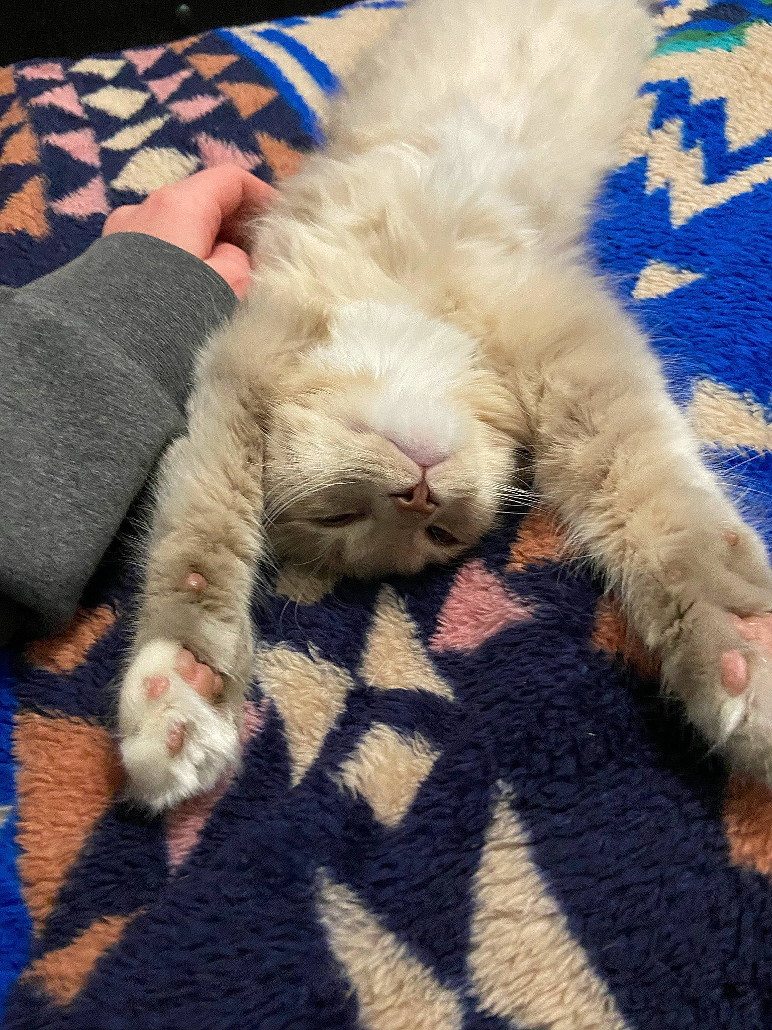 Misty is registered to the contest to win money with this photo: carnivore, cat, claw, comfort, fawn, felidae, foot, fur, gesture, human_leg, lap, leg, nail, pattern, paw, plaid, small_to_medium_sized_cats, snout, tail, whiskers