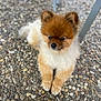 dog, pomeranian, fluffy, pet, animal, outdoor, pebble_stone, ground, fur, small_dog, cute, resting, canine, companion, domestic_animal, paw, face, ears, snout, relaxed