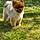 Pepito