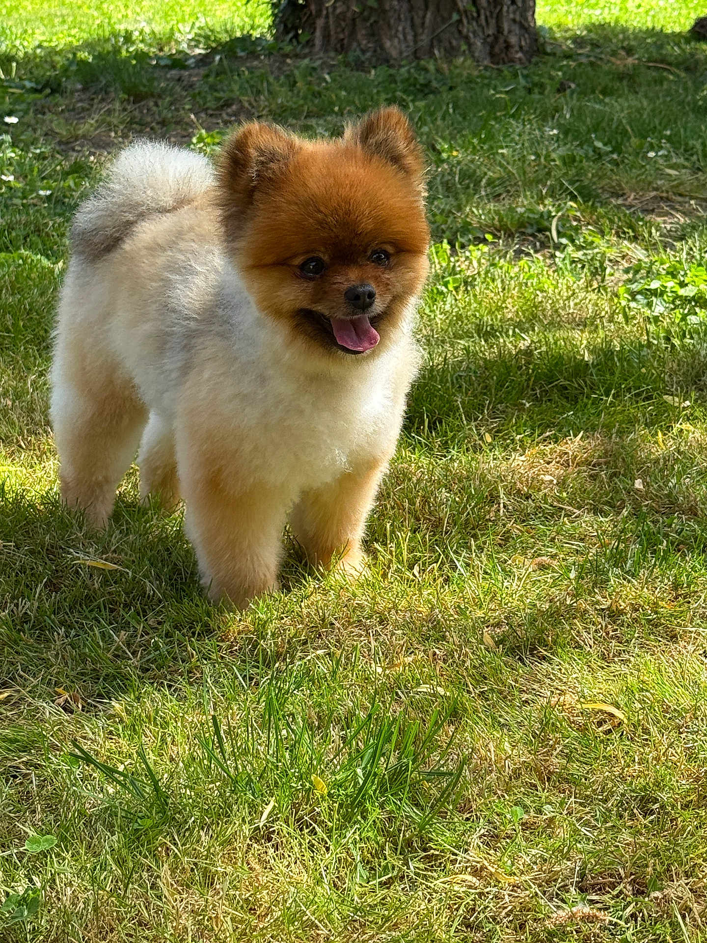 Pepito a rejoint le concours — aidez-le/la à gagner de superbes lots ! dog, pomeranian, grass, outdoor, pet, animal, sunlight, fur, tongue, happy, nature, tree, greenery, small_dog, cute, playful, standing, daylight, canine, mammal
