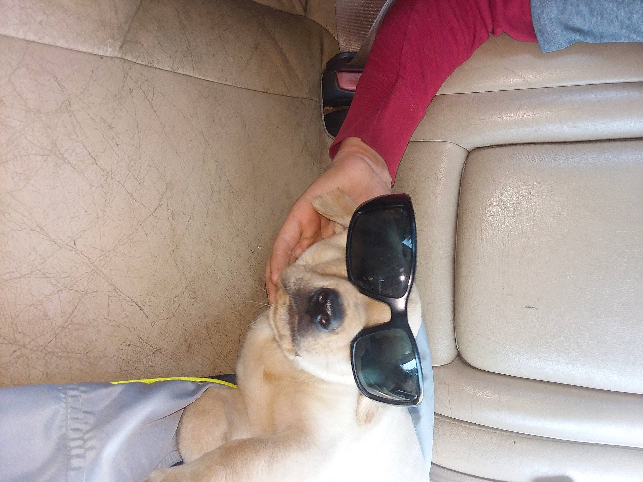 Wheeler joined the competition — help win amazing prizes! canidae, carnivore, comfort, companion_dog, dog, dog_breed, fawn, goggles, snout, sunglasses, toy_dog, working_animal