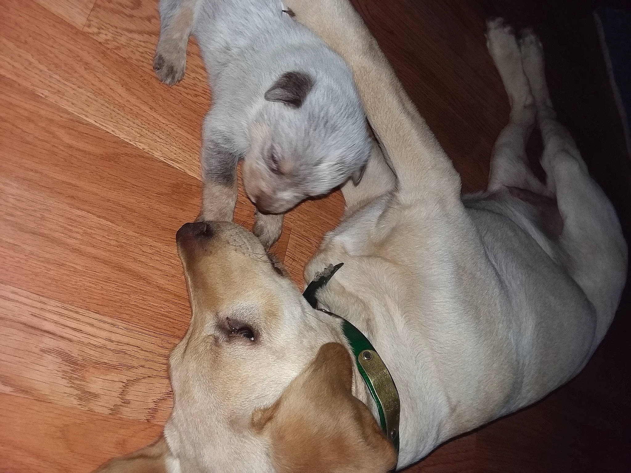 Wheeler is registered to the contest to win money with this photo: canidae, carnivore, comfort, companion_dog, dog, dog_breed, fawn, hardwood, laminate_flooring, mammal, nap, paw, skin, sleep, snout, sporting_group, terrestrial_animal, wood_flooring, wood_stain, working_animal