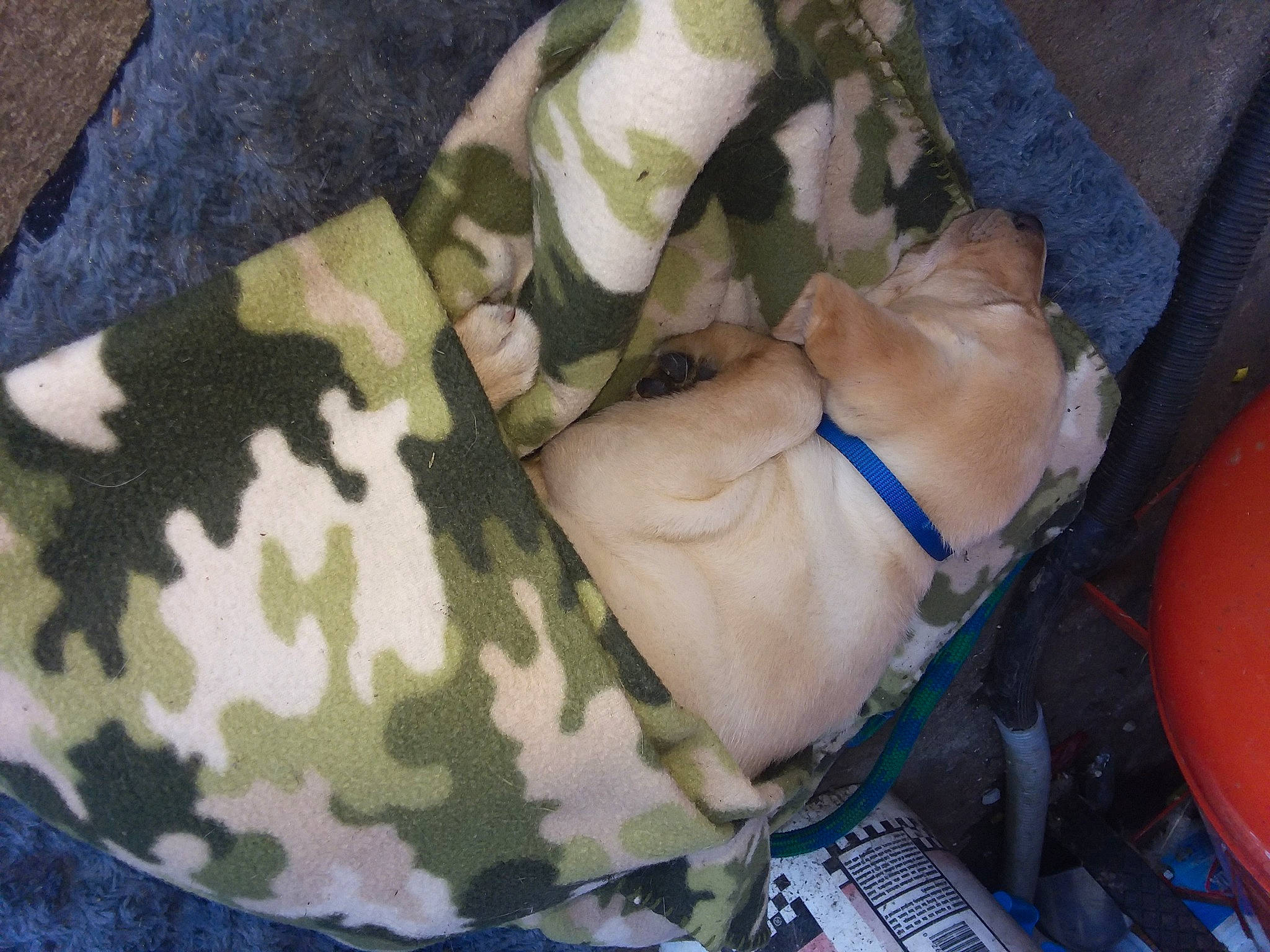 Wheeler is registered to the contest to win money with this photo: camouflage, canidae, carnivore, collar, companion_dog, dog, dog_breed, dog_collar, dog_supply, fawn, khaki, leash, military_camouflage, pet_supply, snout, sporting_group, webbing, working_animal