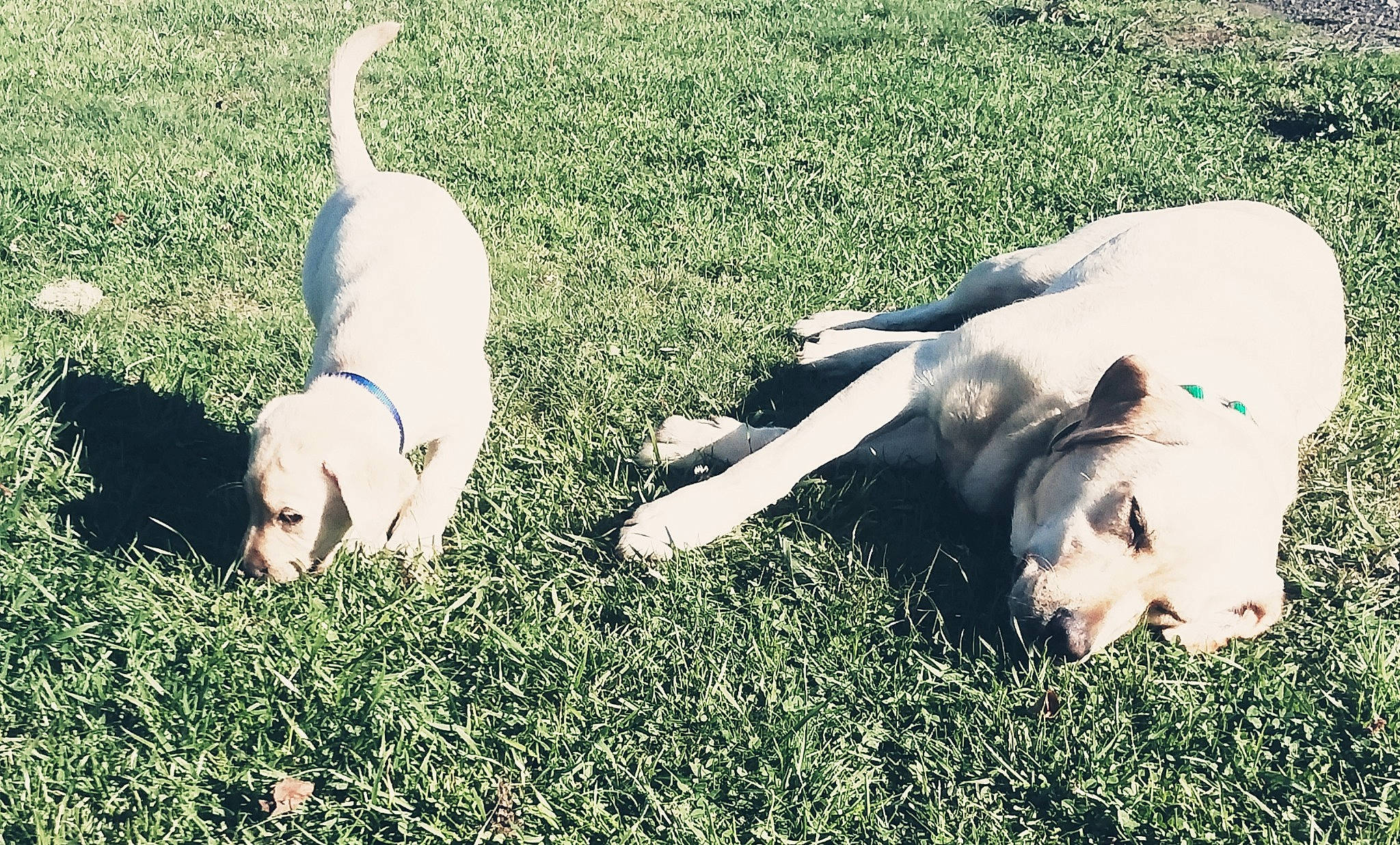 Wheeler is registered to the contest to win money with this photo: canidae, carnivore, companion_dog, dog, dog_breed, domestic_pig, grass, mammal, puppy, snout, sporting_group, suidae, tail, terrestrial_animal, working_animal, working_dog