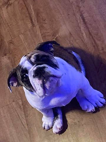 Nala Rose joined the competition — help win amazing prizes! canidae, carnivore, collar, companion_dog, dog, dog_breed, dog_clothes, dog_collar, dog_supply, electric_blue, fawn, pet_supply, pug, purple, snout, sporting_group, tail, toy_dog, wood, working_animal