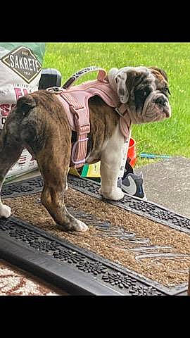 Nala Rose is registered to the contest to win money with this photo: bulldog, canidae, carnivore, collar, companion_dog, dog, dog_breed, dog_clothes, dog_collar, dog_supply, fashion_accessory, fawn, grass, leash, pet_supply, snout, sporting_group, terrestrial_animal, working_animal, wrinkle