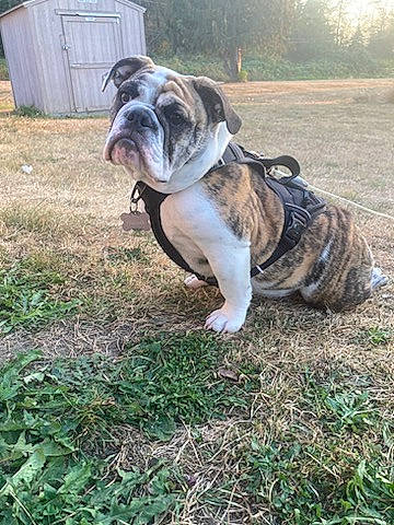 Nala Rose is registered to the contest to win money with this photo: bulldog, canidae, carnivore, companion_dog, dog, dog_breed, fawn, grass, non_sporting_group, old_english_bulldog, plant, snout, soil, sporting_group, terrestrial_animal, toy_dog, tree, white_english_bulldog, working_dog, wrinkle