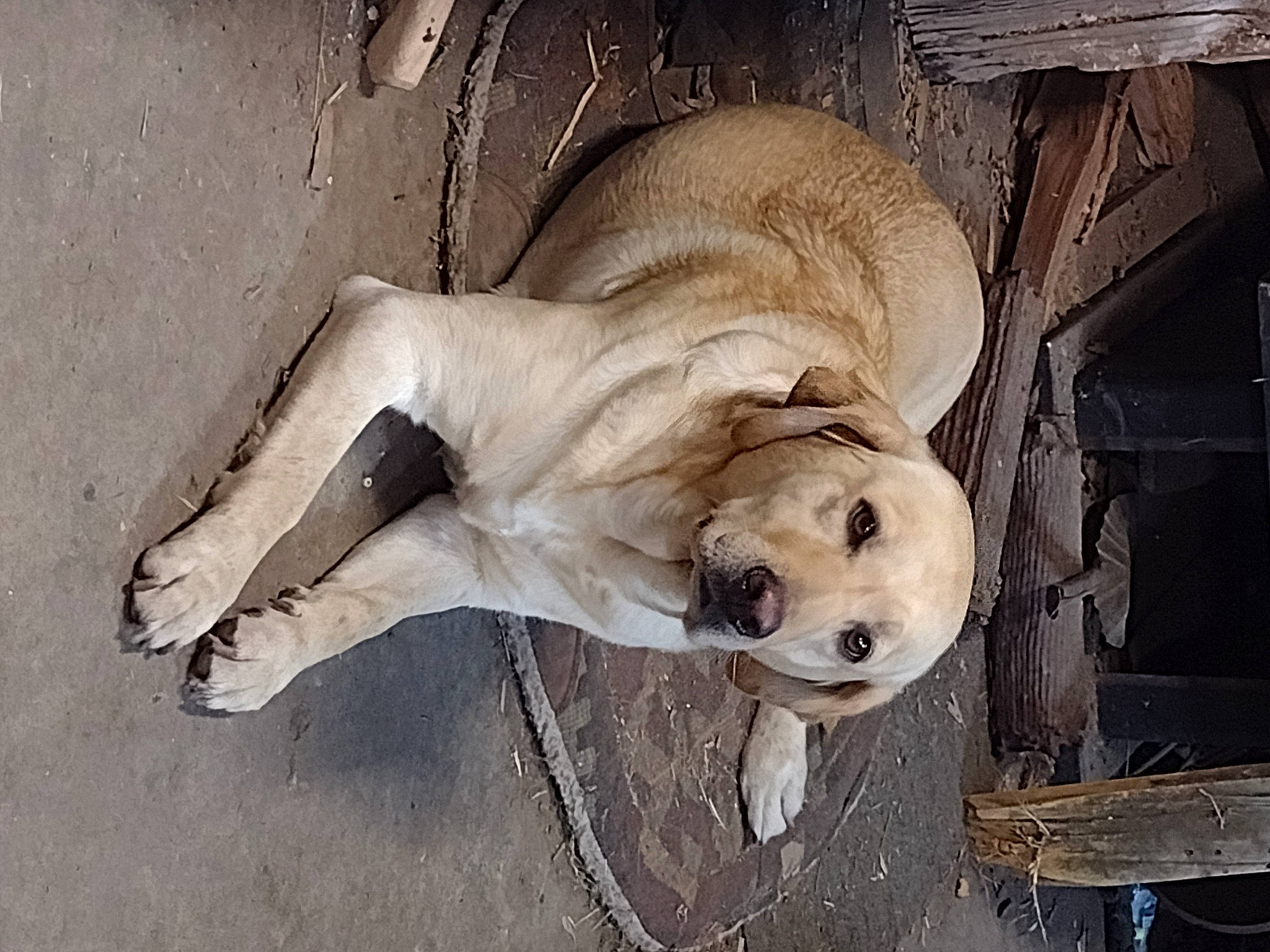 Duck joined the competition — help win amazing prizes! canidae, carnivore, companion_dog, dog, dog_breed, fawn, foot, non_sporting_group, paw, sporting_group, tail, terrestrial_animal, water, wood, working_animal