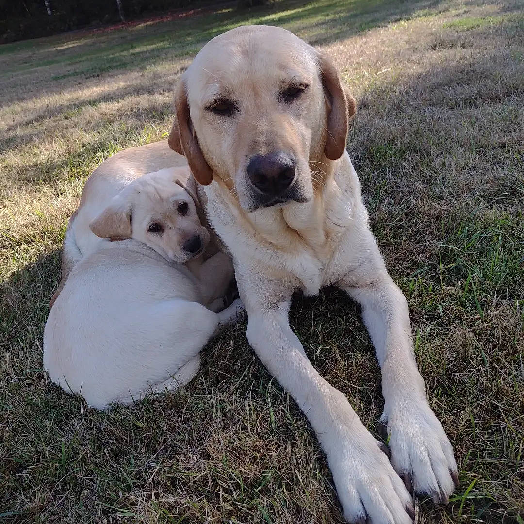 Duck joined the competition — help win amazing prizes! carnivore, companion_dog, dog, dog_breed, fawn, grass, gun_dog, labrador_retriever, plant, sporting_group, tail, terrestrial_animal, working_animal