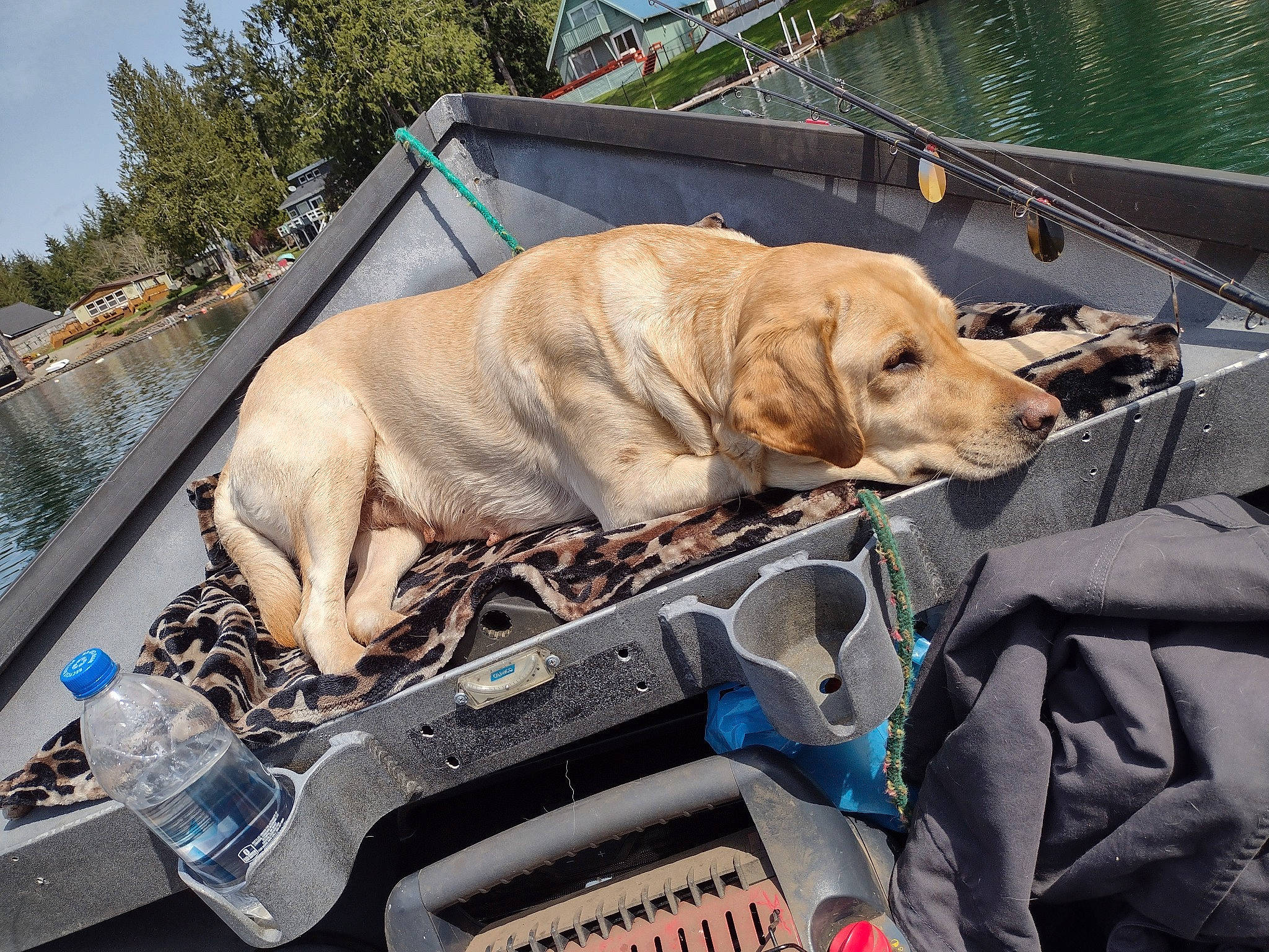 Duck joined the competition — help win amazing prizes! auto_part, automotive_exterior, bumper, carnivore, collar, companion_dog, dog, dog_breed, dog_collar, fawn, guard_dog, hood, motor_vehicle, plant, recreation, retriever, tree, vehicle, water, working_animal