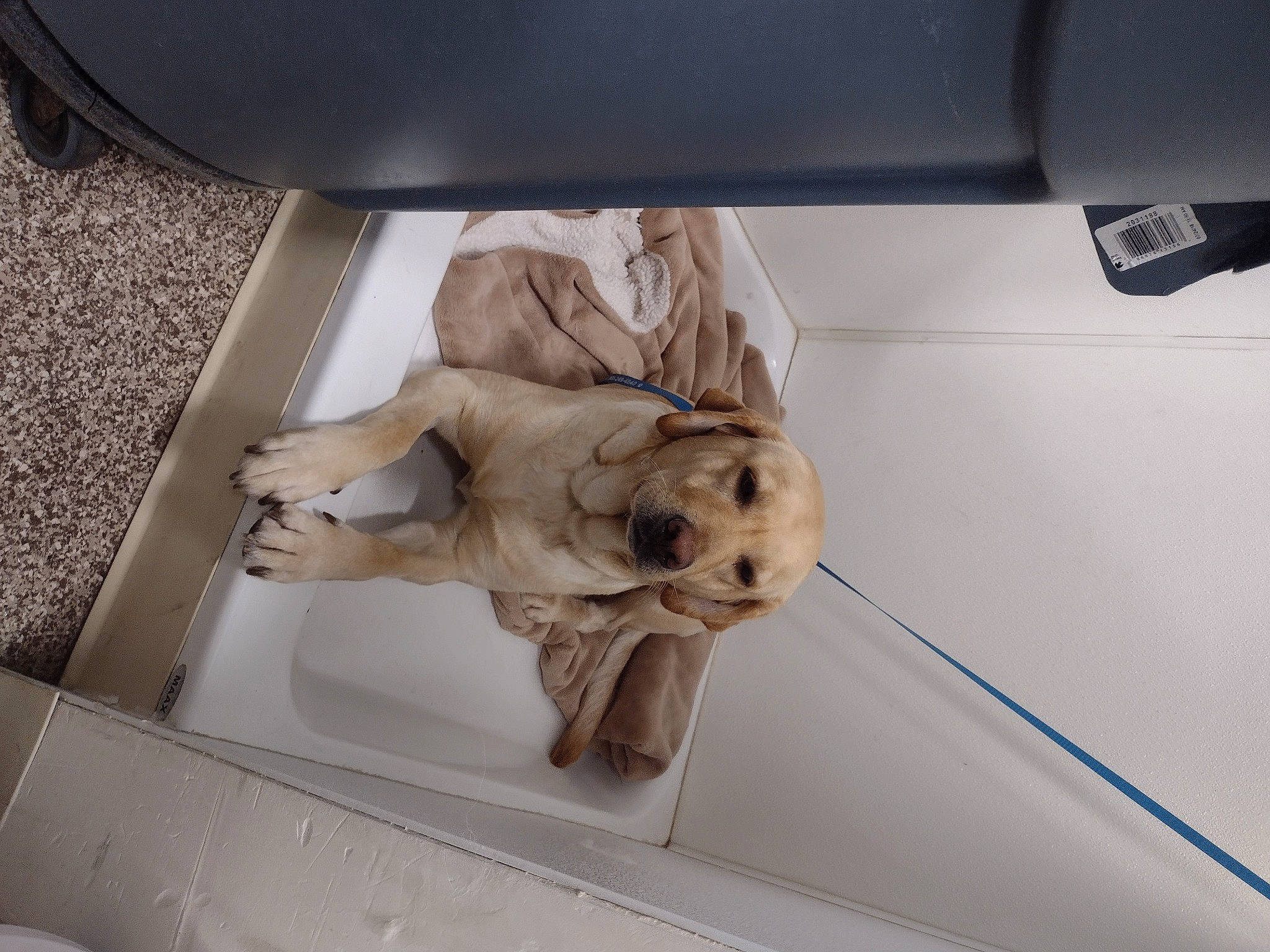 Duck is registered to the contest to win money with this photo: auto_part, automotive_design, beige, canidae, carnivore, comfort, companion_dog, dog, dog_breed, fawn, sporting_group, vehicle, vehicle_door