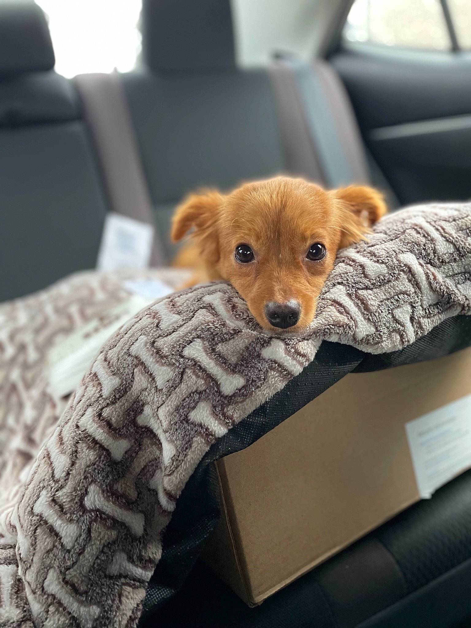 Michie is registered to the contest to win money with this photo: automotive_mirror, canidae, car_seat, carnivore, comfort, companion_dog, dog, dog_breed, dog_supply, fawn, fur, liver, mammal, pet_supply, snout, sporting_group, tan, vehicle_door, vertebrate, working_animal