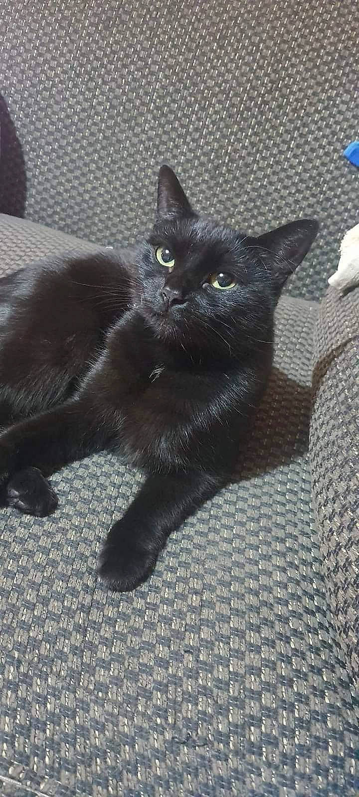 Coco joined the competition — help win amazing prizes! black_cat, bombay, carnivore, cat, cat_furniture, claw, domestic_short_haired_cat, felidae, flooring, fur, grey, havana_brown, paw, small_to_medium_sized_cats, snout, tail, terrestrial_animal, whiskers