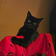 Coco joined the competition — help win amazing prizes! black_cat, cat, pet, animal, feline, indoor, red_clothing, chair, curious, green_eyes, fur, whiskers, relaxed, looking_up, domestic_cat, cozy, close_up, portrait, indoor_lighting, quiet