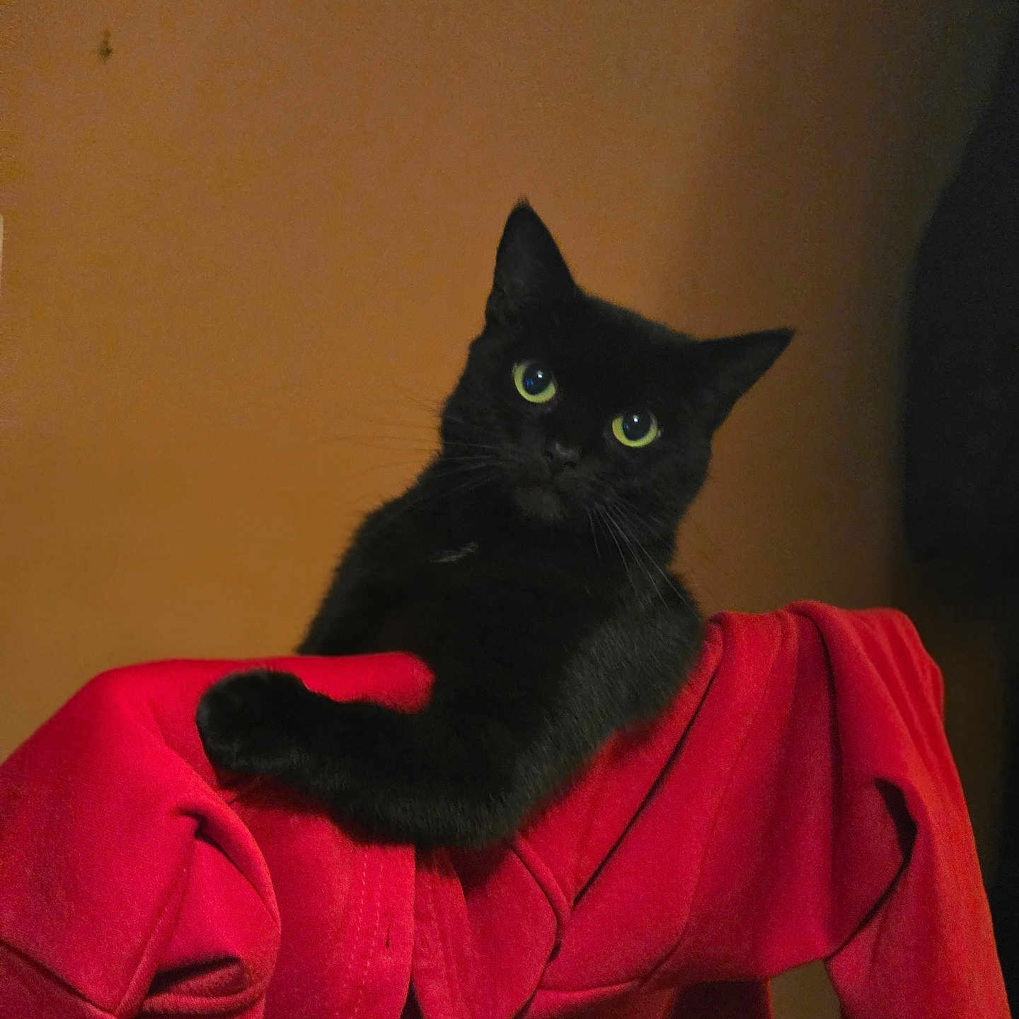 Coco joined the competition — help win amazing prizes! animal, black_cat, cat, chair, close_up, cozy, curious, domestic_cat, feline, fur, green_eyes, indoor, indoor_lighting, looking_up, pet, portrait, quiet, red_clothing, relaxed, whiskers