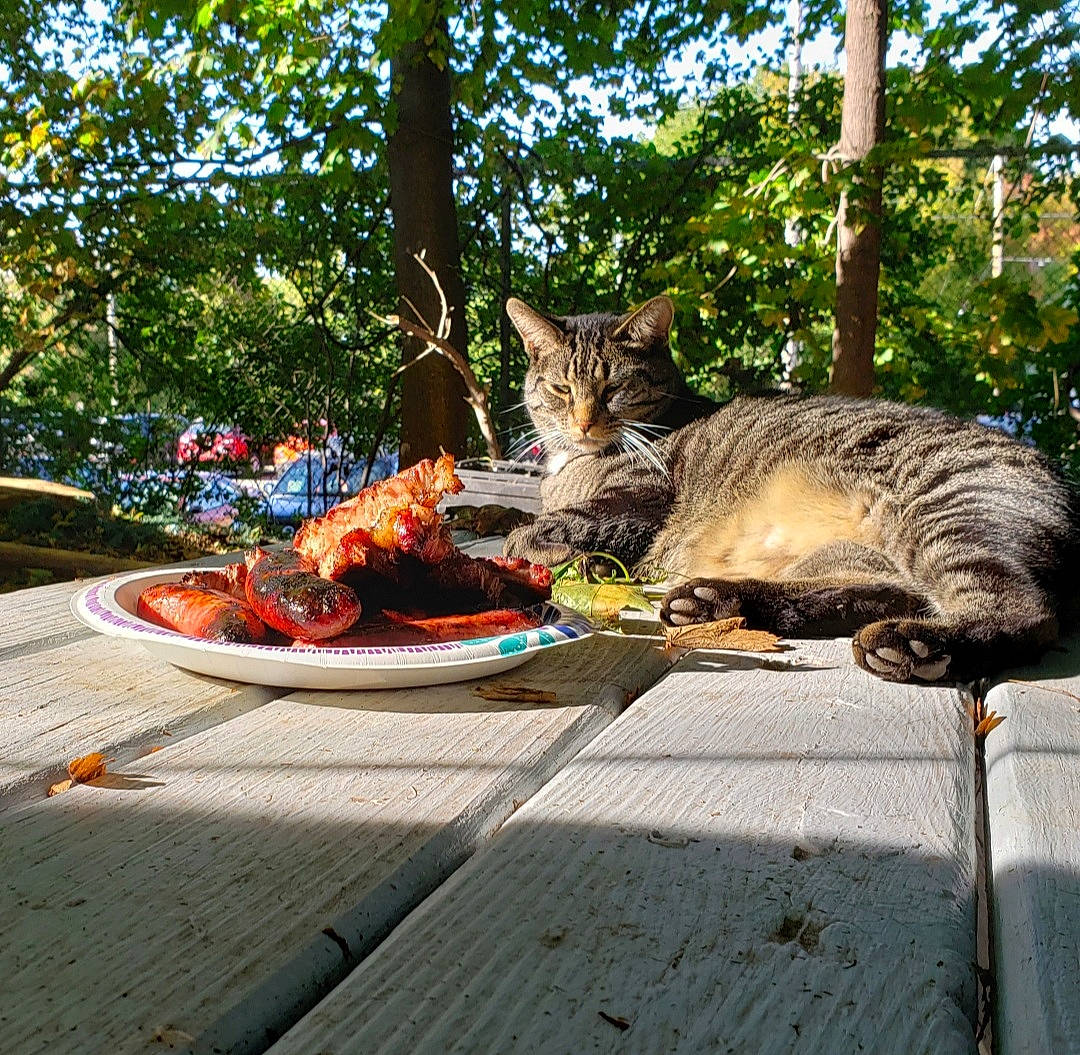 Alex joined the competition — help win amazing prizes! cat, domestic_short_haired_cat, european_shorthair, felidae, small_to_medium_sized_cats, table, tree