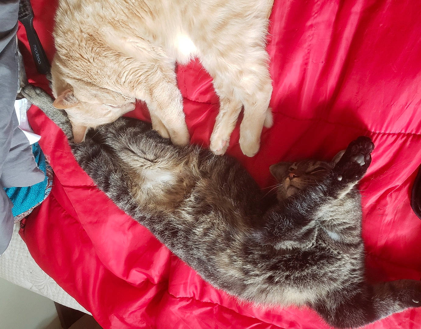 Alex joined the competition — help win amazing prizes! carnivore, cat, claw, felidae, fur, german_rex, paw, small_to_medium_sized_cats, tail, textile