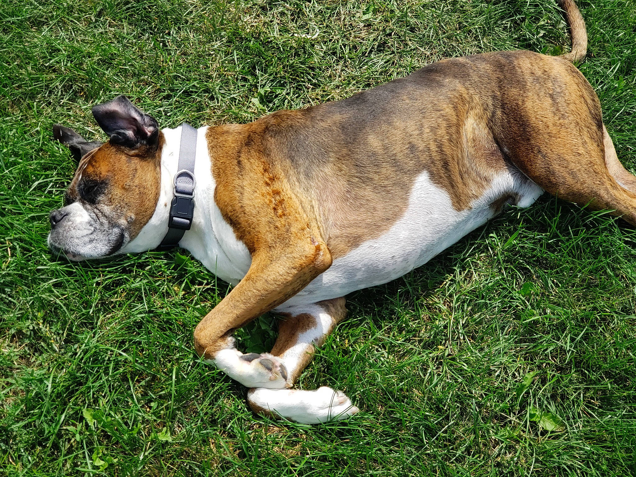 Nick joined the competition — help win amazing prizes! canidae, carnivore, collar, companion_dog, dog, dog_breed, dog_collar, fawn, fur, grass, leash, liver, mammal, pet_supply, snout, tail, terrestrial_animal, vertebrate, whiskers, working_animal