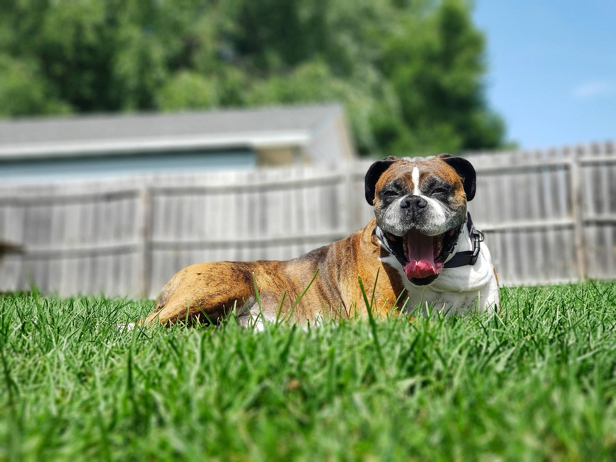 Nick is registered to the contest to win money with this photo: canidae, carnivore, collar, companion_dog, dog, dog_breed, dog_supply, fawn, fence, grass, mammal, pet_supply, puppy, snout, sporting_group, whiskers, working_animal, working_dog