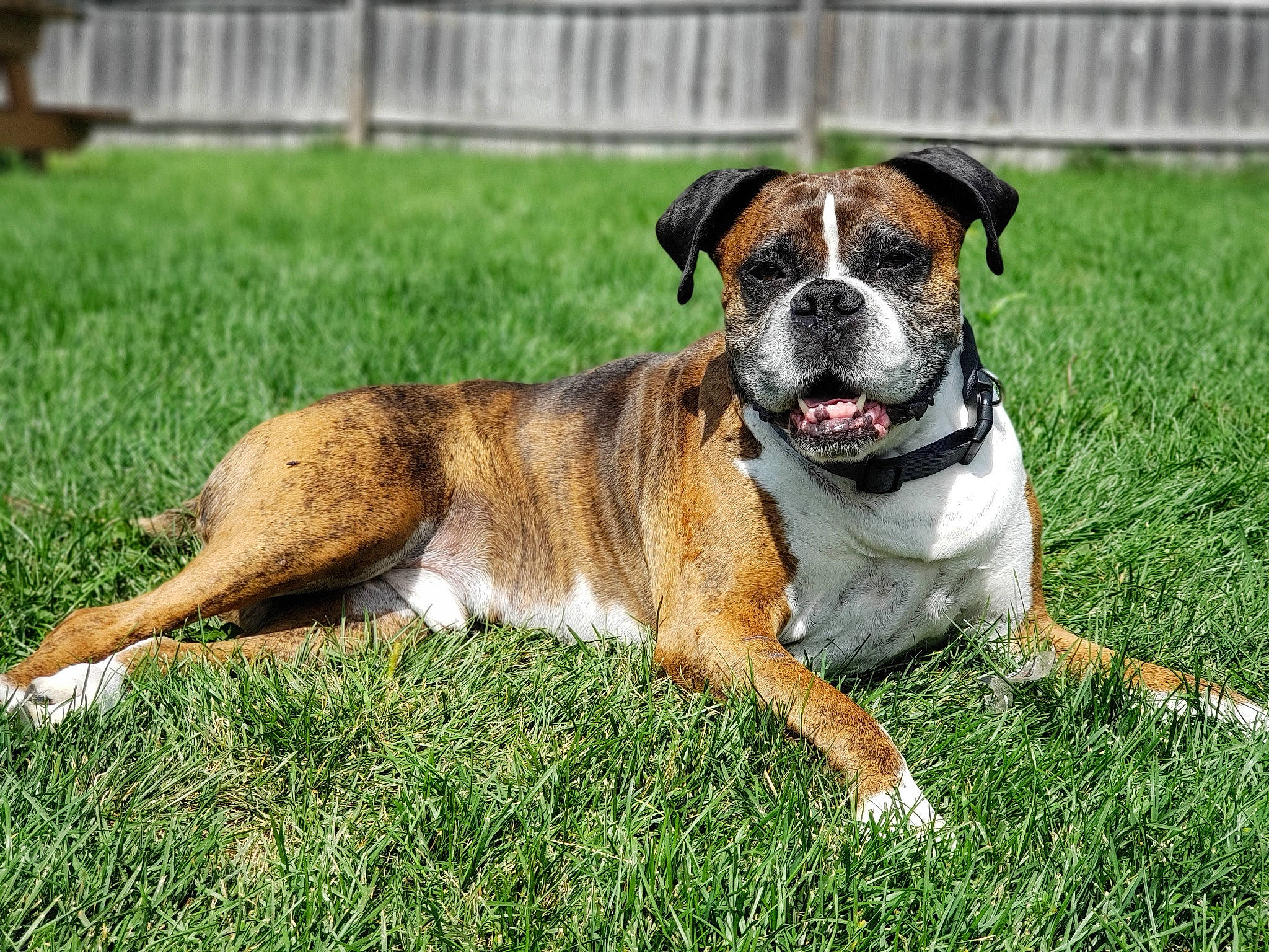 Nick joined the competition — help win amazing prizes! canidae, carnivore, collar, companion_dog, dog, dog_breed, dog_supply, fawn, grass, grass_family, lawn, mammal, old_english_bulldog, snout, sporting_group, tail, whiskers, working_animal, working_dog