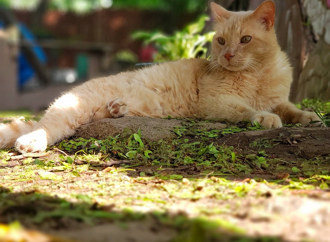 Sandman joined the competition — help win amazing prizes! aegean_cat, asian, carnivore, cat, domestic_short_haired_cat, european_shorthair, eye, fawn, felidae, fur, german_rex, grass, mammal, organism, small_to_medium_sized_cats, snout, tree, turkish_angora, turkish_van, whiskers