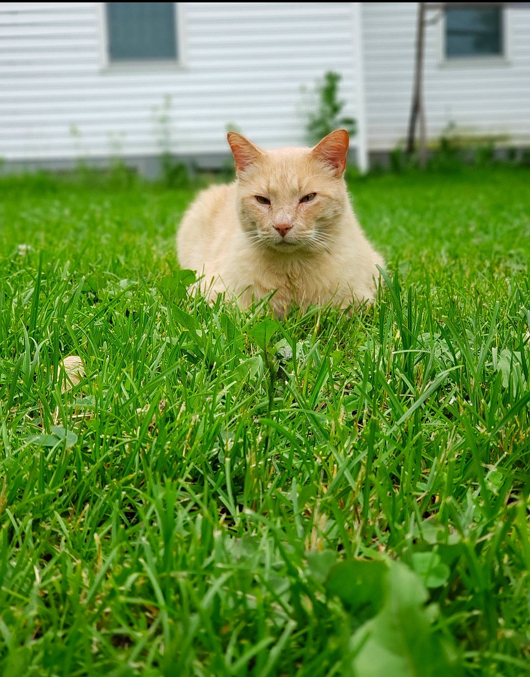 Sandman joined the competition — help win amazing prizes! aegean_cat, carnivore, cat, domestic_short_haired_cat, fawn, felidae, fur, grass, grass_family, green, lawn, mammal, plant, ragdoll, small_to_medium_sized_cats, tail, turkish_angora, turkish_van, whiskers, yard