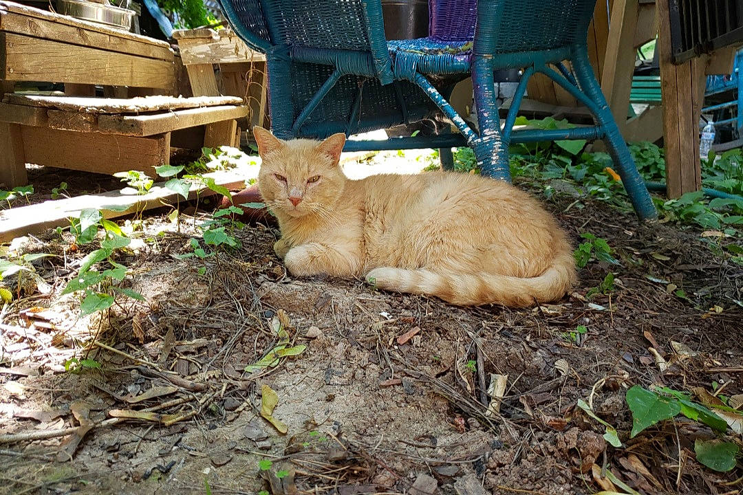 Sandman is registered to the contest to win money with this photo: backyard, carnivore, cat, european_shorthair, fawn, felidae, german_rex, plant, small_to_medium_sized_cats, whiskers, yard