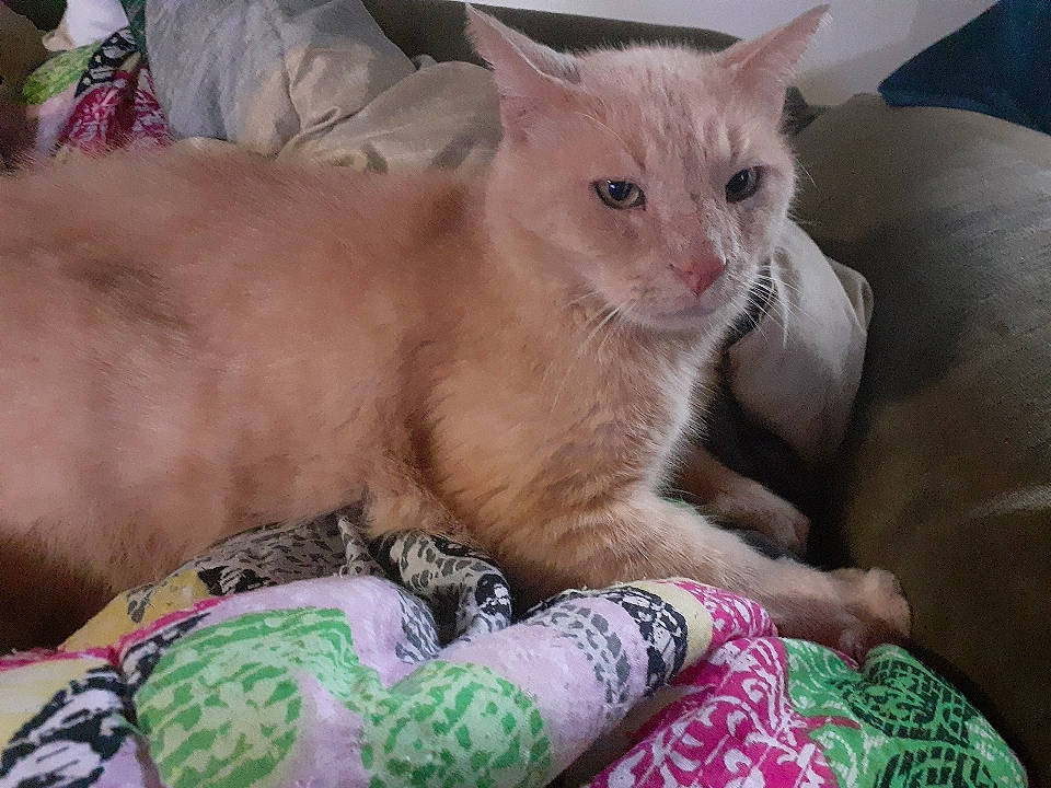 Sandman is registered to the contest to win money with this photo: asian, carnivore, cat, colorpoint_shorthair, cornish_rex, fawn, felidae, german_rex, javanese, kitten, mammal, oriental_longhair, oriental_shorthair, small_to_medium_sized_cats, vertebrate, whiskers