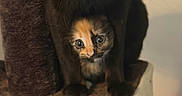 Mochi joined the competition — help win amazing prizes! black_cat, calico_kitten, cat_tree, feline, kitten, cat, pet, indoor, cute, animal, whiskers, yellow_eyes, curious, fur, domestic_cat, close_up, sitting, protective, companion, cozy