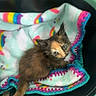 kitten, cat, animal, pet, basket, blanket, rainbow, colorful, fur, cute, small, indoor, young, curious, looking_up, resting, cozy, soft, domestic, mammal