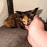 kitten, cat, tortoiseshell, pet, hand, fingers, nibbling, small, cute, furry, animal, resting, closeup, indoor, soft, brown, fur, whiskers, adorable, trust