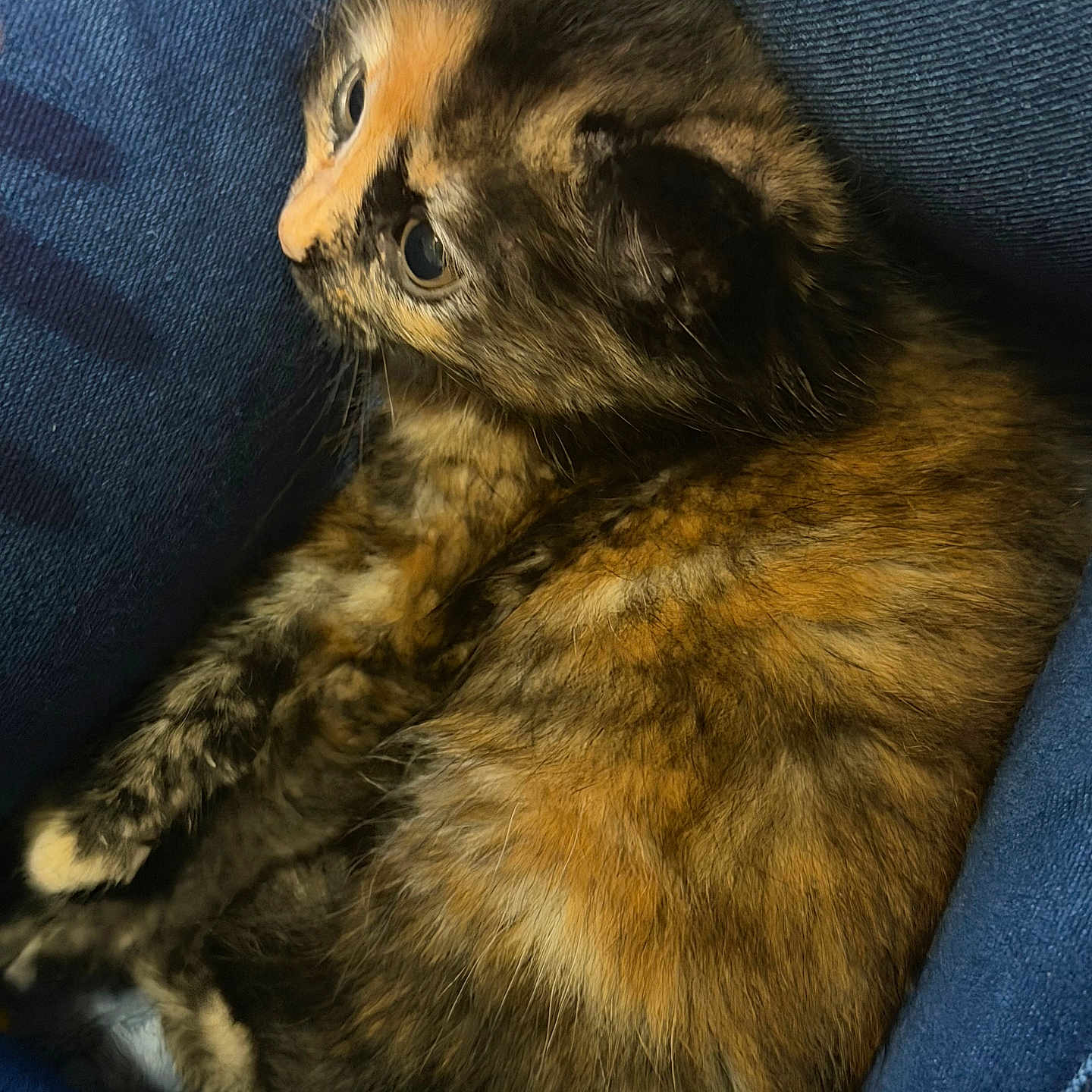 Mochi