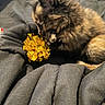 kitten, cat, tortoiseshell, fur, pet, animal, toy, foil_ball, golden, black_fabric, blanket, soft, cute, curious, closeup, indoor, cozy, resting, small, young